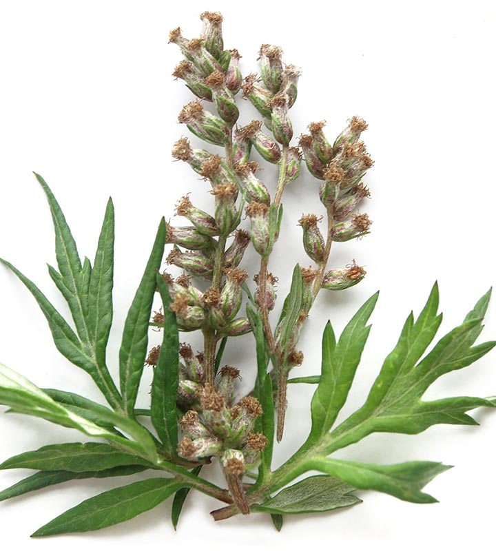 Mugwort: How It Works, How It Is Used, And Side Effects